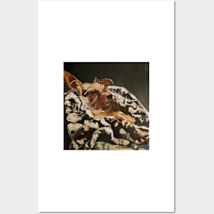 Sleeping Terrier Posters and Art